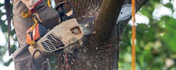 Best Tree Cabling and Bracing  in Summerville, GA