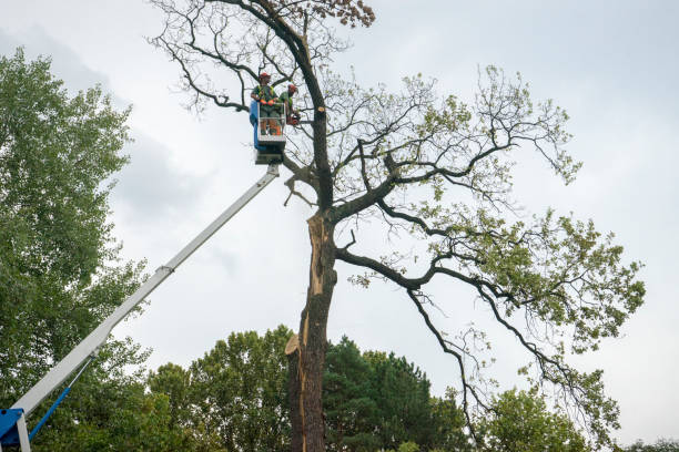 Best Root Management and Removal  in Summerville, GA